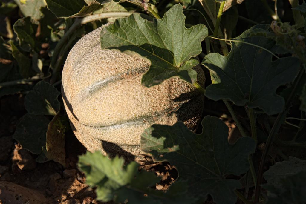 Podere Casella Βίλα Castiglione dʼOrcia Εξωτερικό φωτογραφία