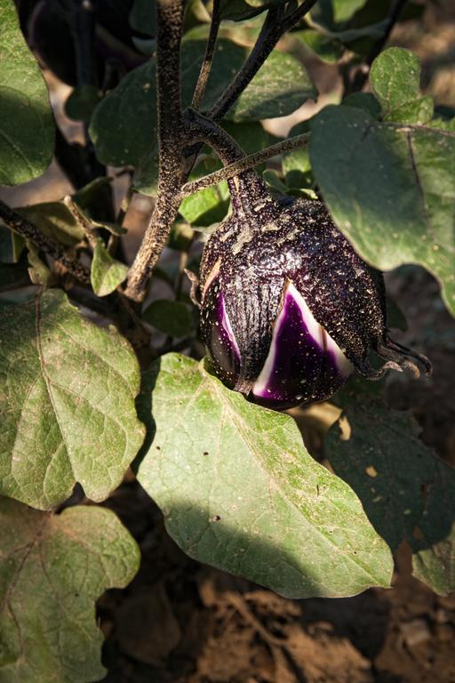 Podere Casella Βίλα Castiglione dʼOrcia Εξωτερικό φωτογραφία